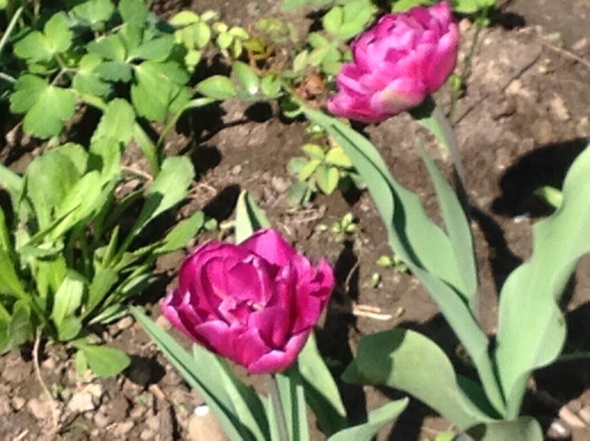  - Gradina feb 2018 un inceput de nou sezon
