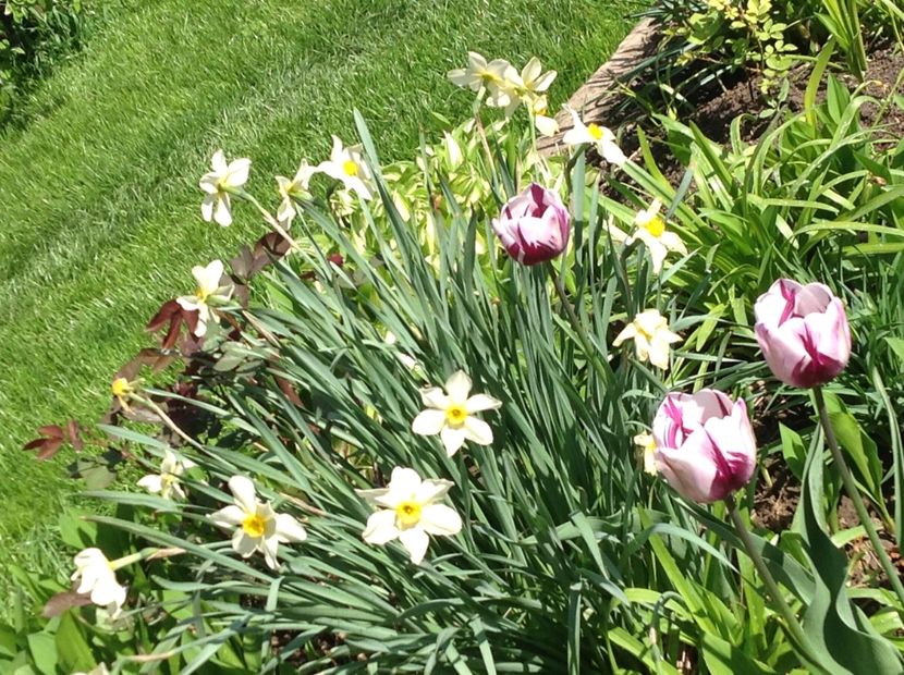  - Gradina feb 2018 un inceput de nou sezon