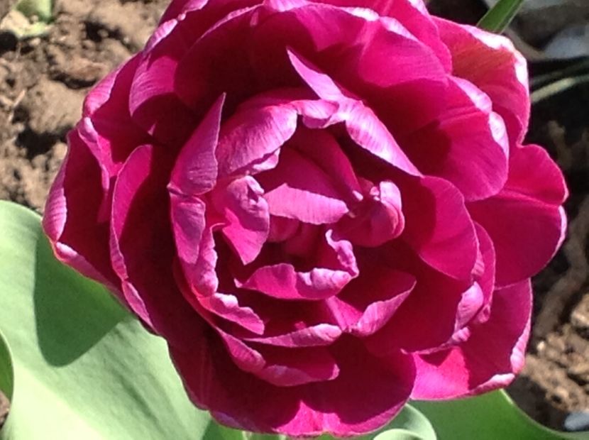  - Gradina feb 2018 un inceput de nou sezon