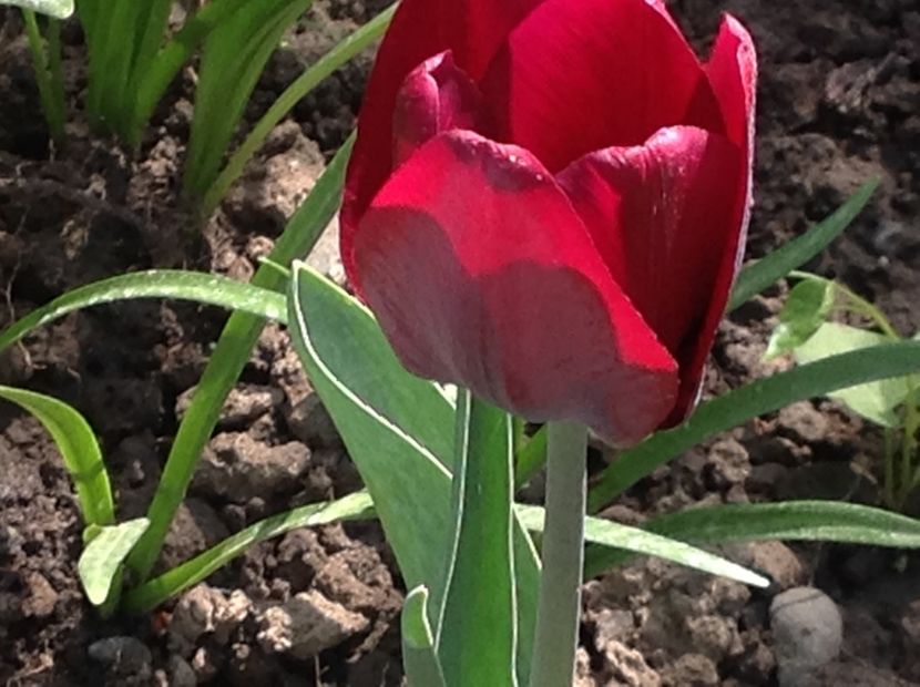  - Gradina feb 2018 un inceput de nou sezon