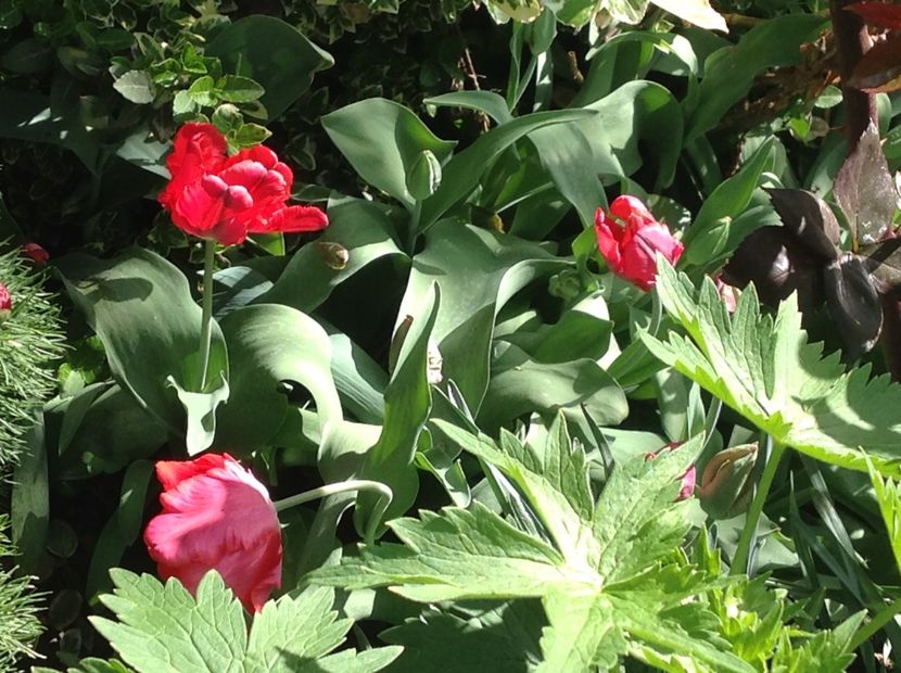  - Gradina feb 2018 un inceput de nou sezon