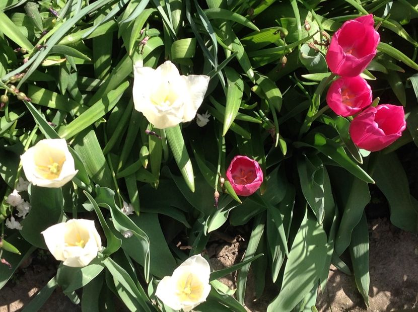  - Gradina feb 2018 un inceput de nou sezon