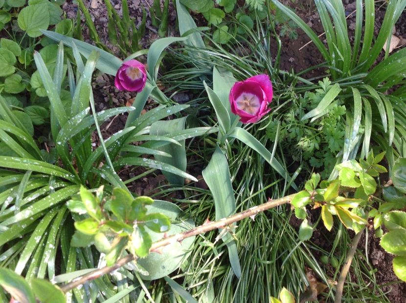  - Gradina feb 2018 un inceput de nou sezon