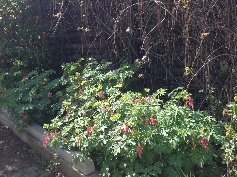  - Gradina feb 2018 un inceput de nou sezon