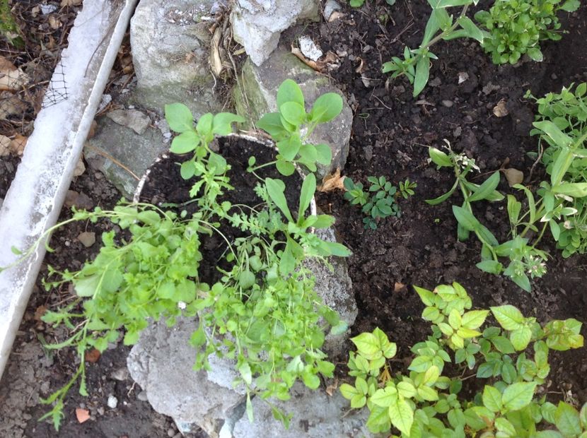  - Gradina feb 2018 un inceput de nou sezon