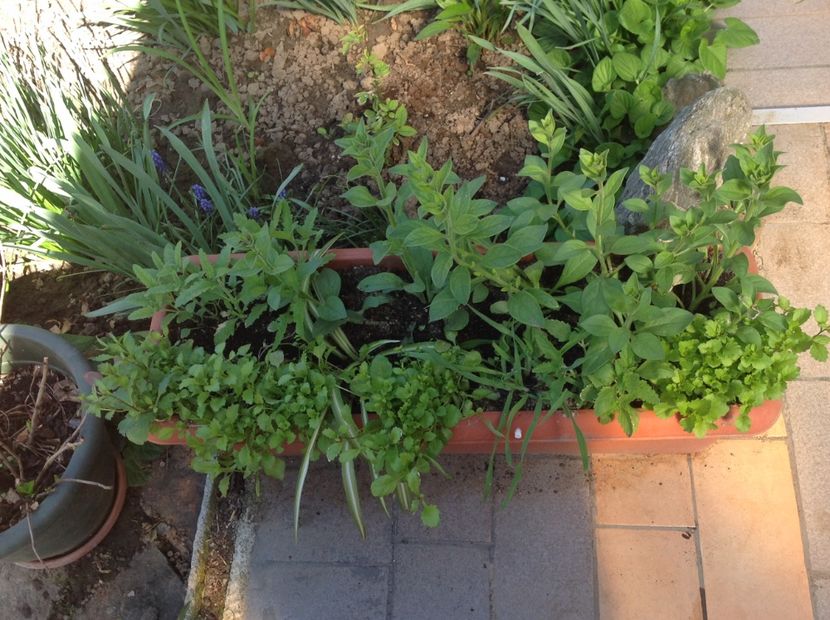  - Gradina feb 2018 un inceput de nou sezon