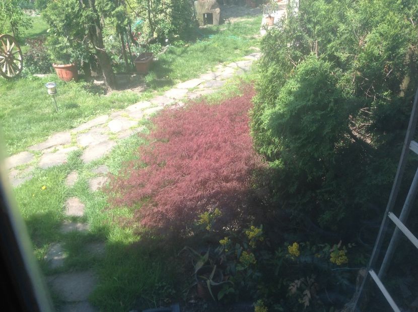  - Gradina feb 2018 un inceput de nou sezon