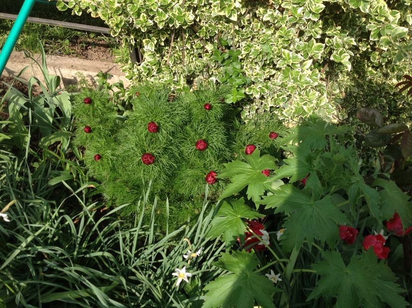  - Gradina feb 2018 un inceput de nou sezon