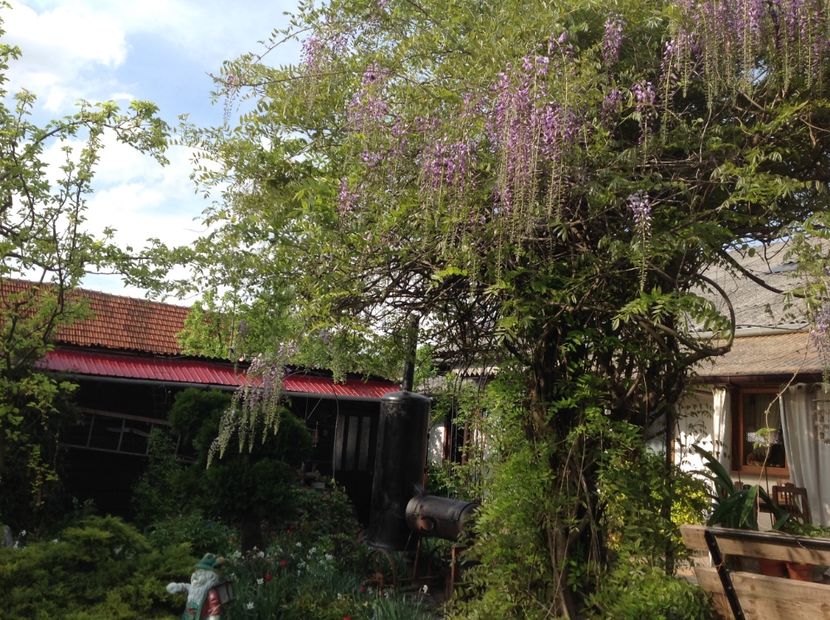  - Gradina feb 2018 un inceput de nou sezon