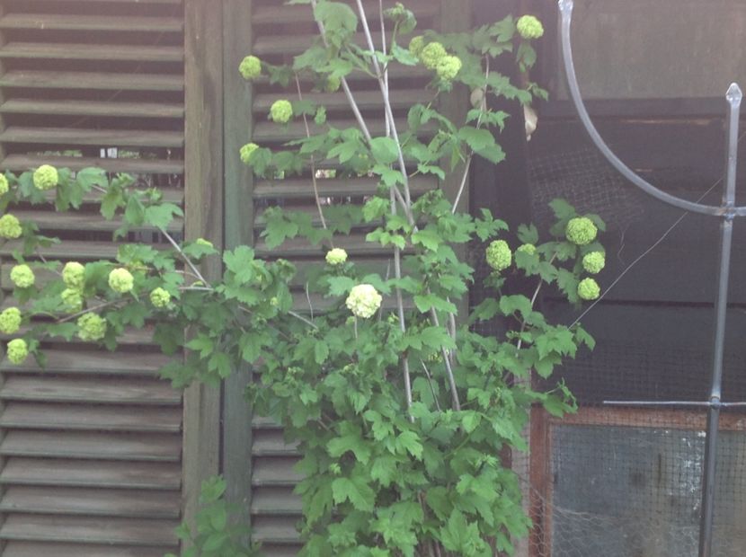  - Gradina feb 2018 un inceput de nou sezon