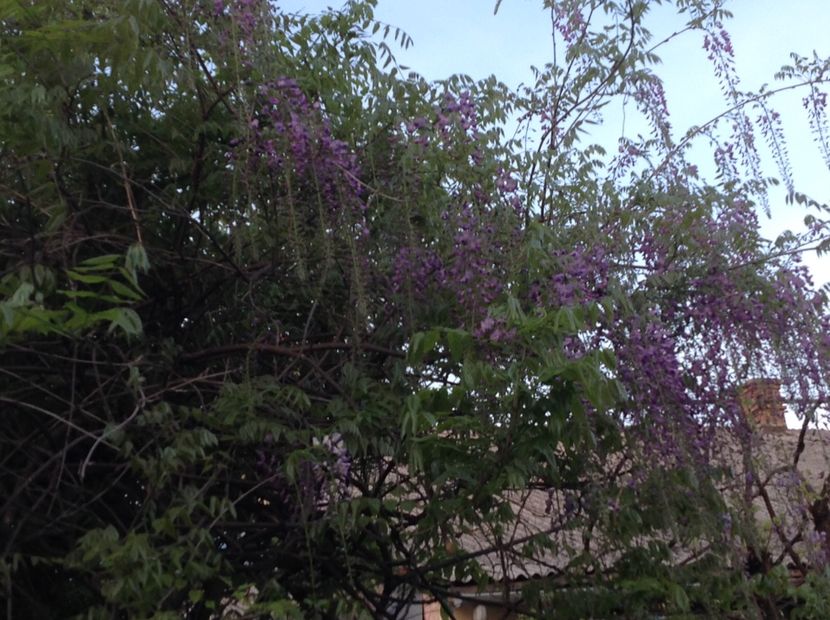  - Gradina feb 2018 un inceput de nou sezon