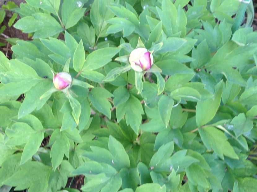  - Gradina feb 2018 un inceput de nou sezon