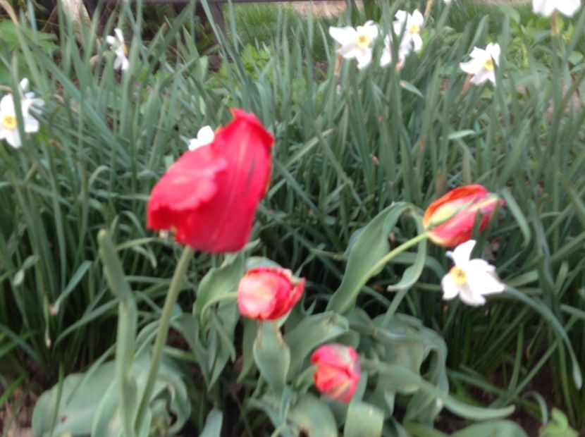  - Gradina feb 2018 un inceput de nou sezon