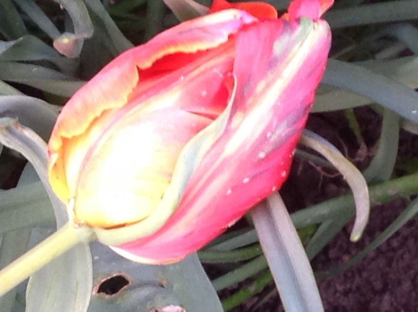  - Gradina feb 2018 un inceput de nou sezon