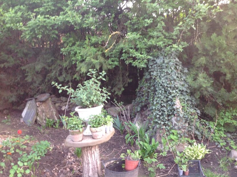  - Gradina feb 2018 un inceput de nou sezon