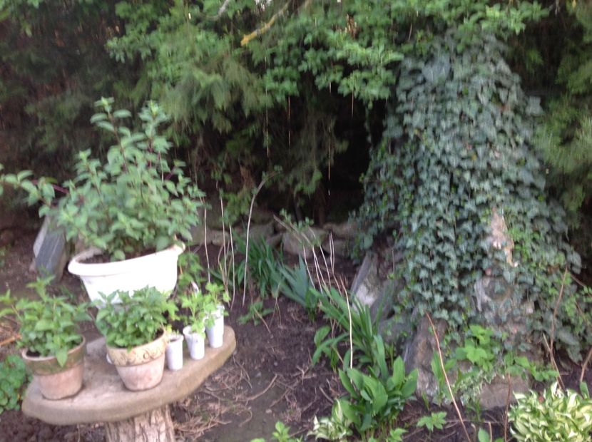  - Gradina feb 2018 un inceput de nou sezon