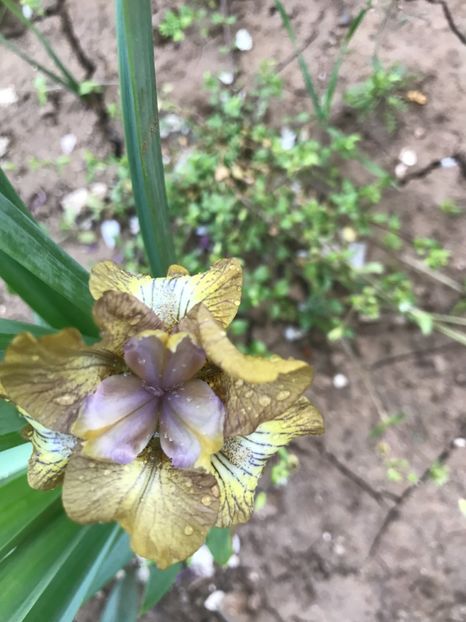 Honey Money - Irisi pitici 2018