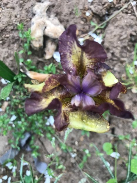 Firestorm - Irisi pitici 2018