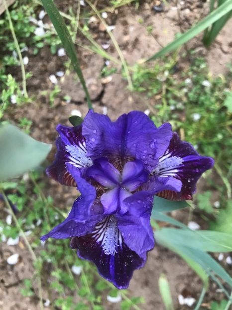 Last Warrior - Irisi pitici 2018