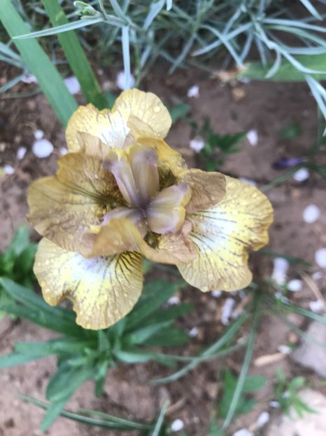 Honey Money - Irisi pitici 2018