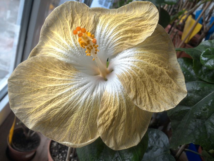 WIN_20180426_091708 - Tahitian Exotic Mustard