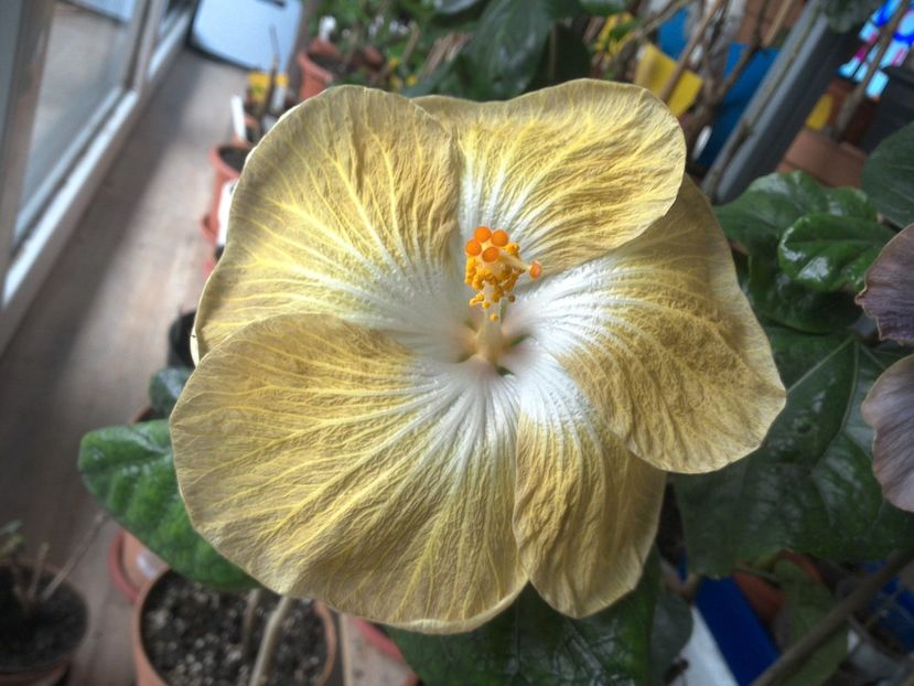 WIN_20180426_091717 - Tahitian Exotic Mustard