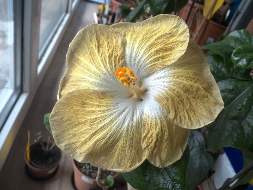 WIN_20180426_091719 - Tahitian Exotic Mustard