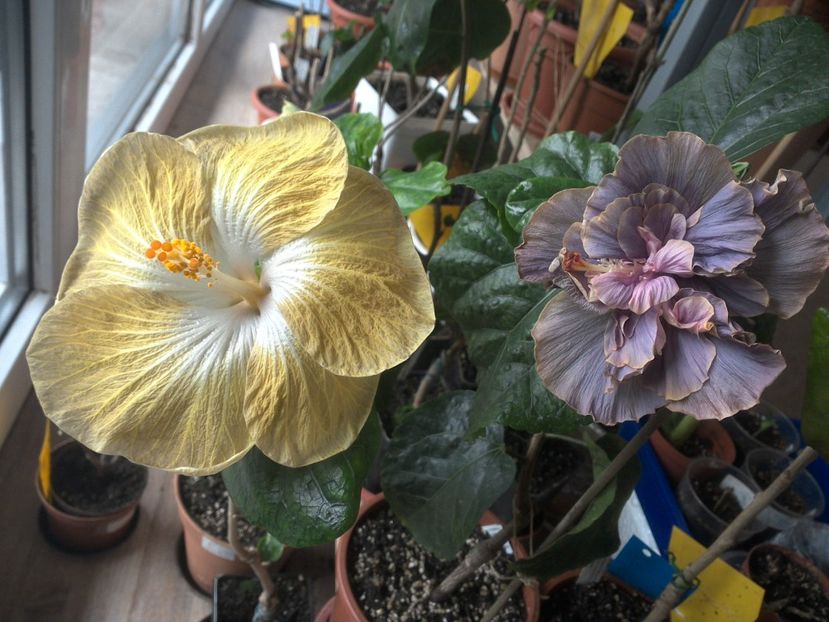 WIN_20180426_091739 - 03Hibiscus