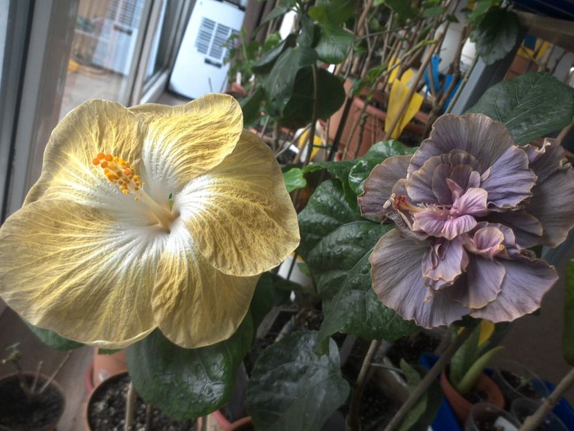 WIN_20180426_091741 - 03Hibiscus