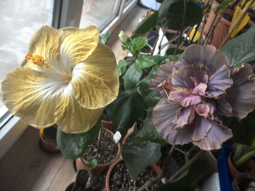 WIN_20180426_091746 - 03Hibiscus
