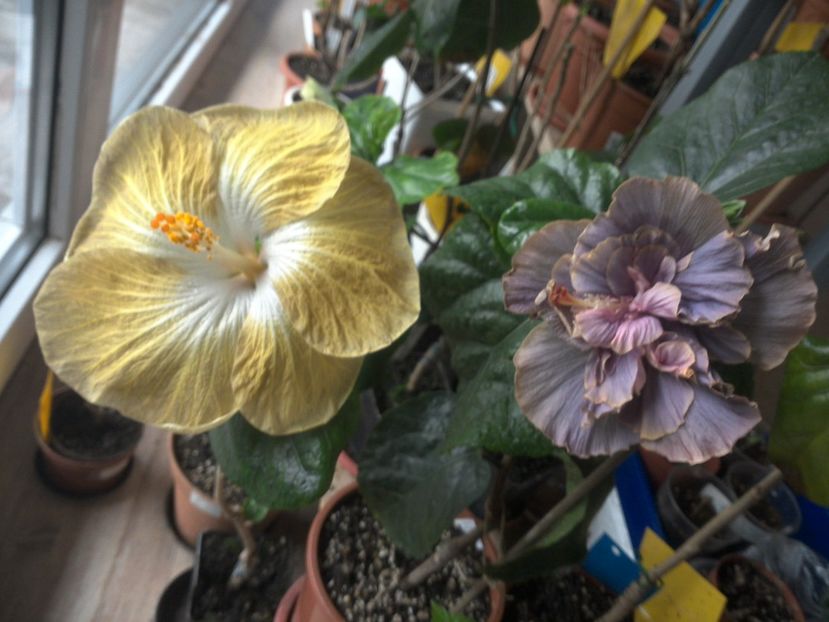 WIN_20180426_091756 - 03Hibiscus