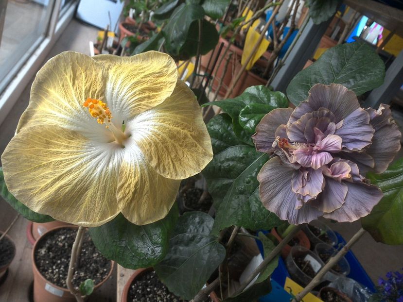 WIN_20180426_091758 - 03Hibiscus