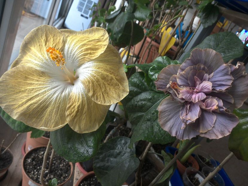 WIN_20180426_091804 - 03Hibiscus