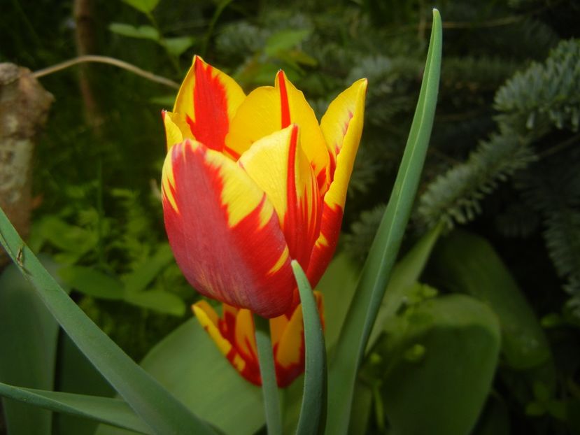 Tulipa Mickey Mouse (2018, April 17) - Tulipa Mickey Mouse