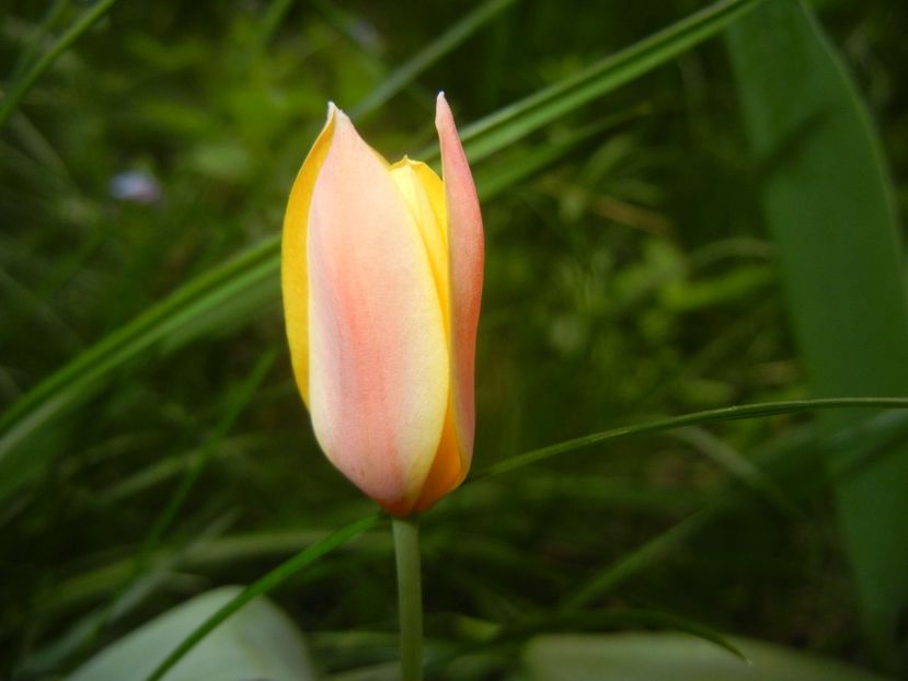 Tulipa clusiana Chrysantha (2018, Apr.16) - Tulipa Chrysantha