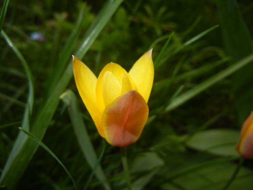 Tulipa clusiana Chrysantha (2018, Apr.16) - Tulipa Chrysantha