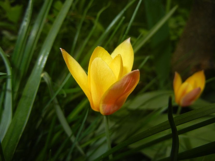 Tulipa clusiana Chrysantha (2018, Apr.17) - Tulipa Chrysantha