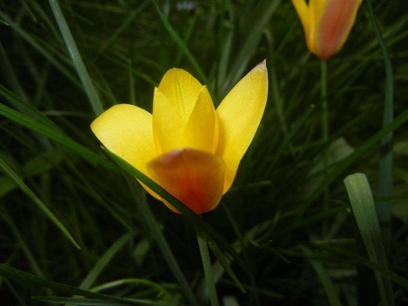 Tulipa clusiana Chrysantha (2018, Apr.17) - Tulipa Chrysantha