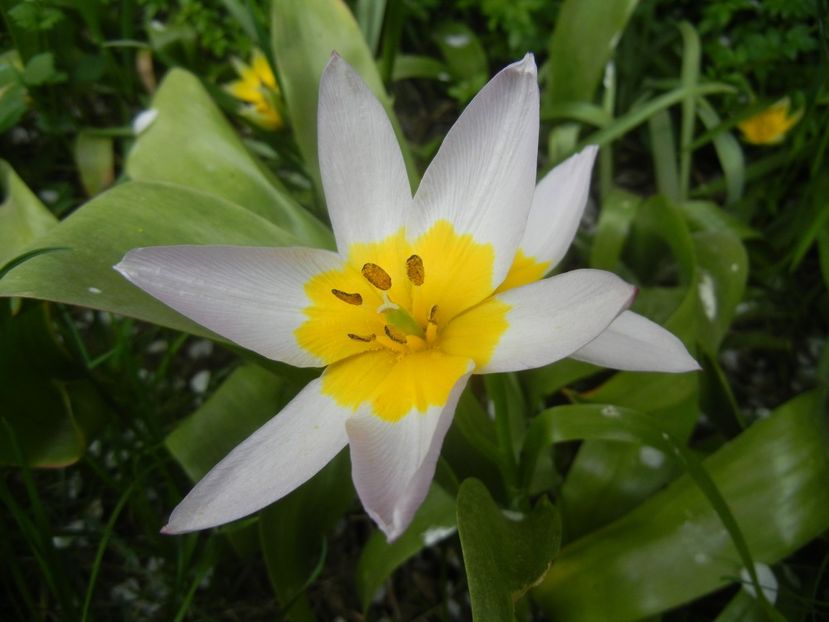 Tulipa Lilac Wonder (2018, April 18) - Tulipa Lilac Wonder