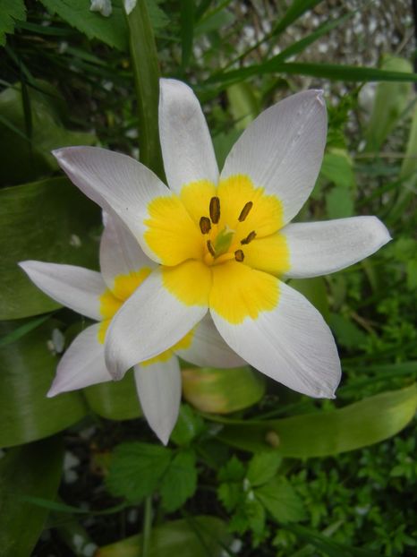 Tulipa Lilac Wonder (2018, April 18) - Tulipa Lilac Wonder