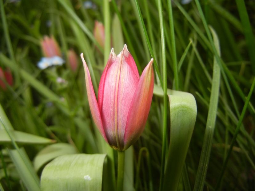 Tulipa Little Beauty (2018, April 16) - Tulipa Little Beauty