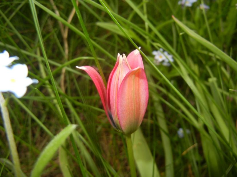 Tulipa Little Beauty (2018, April 17) - Tulipa Little Beauty