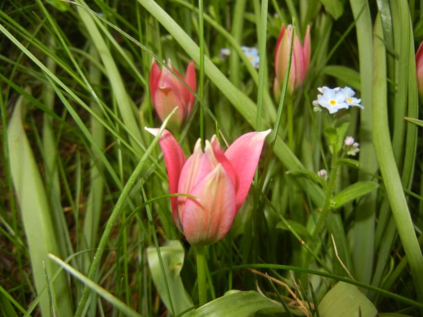 Tulipa Little Beauty (2018, April 17) - Tulipa Little Beauty