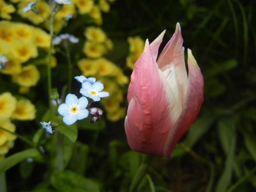 Tulipa Peppermint Stick (2018, April 17) - Tulipa Peppermint Stick