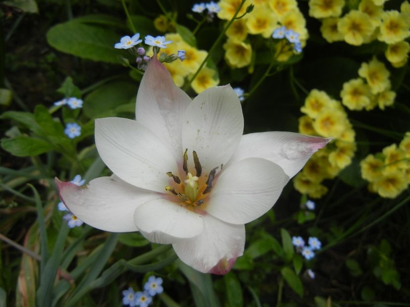 Tulipa Peppermint Stick (2018, April 18) - Tulipa Peppermint Stick