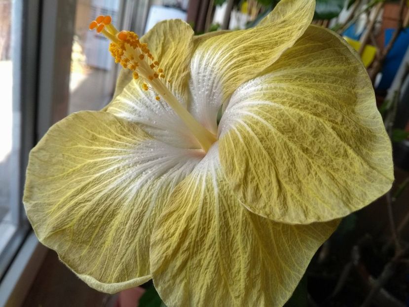 30944345_1929579193782186_177659082_o - Tahitian Exotic Mustard