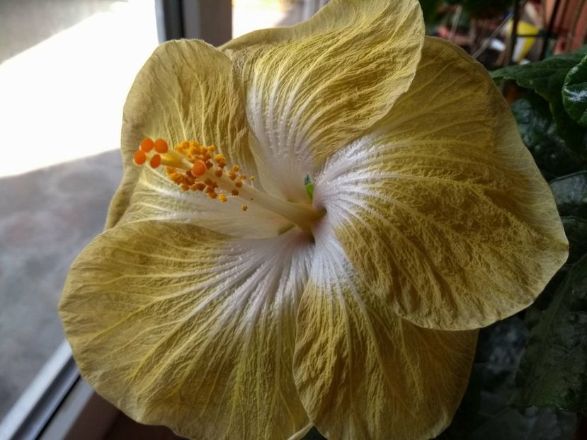 31031242_1929579217115517_1367213312_o - Tahitian Exotic Mustard