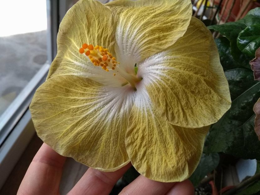 31096847_1929579107115528_1065771190_o - Tahitian Exotic Mustard