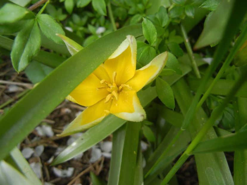 Tulipa Tarda (2018, April 18) - Tulipa Tarda