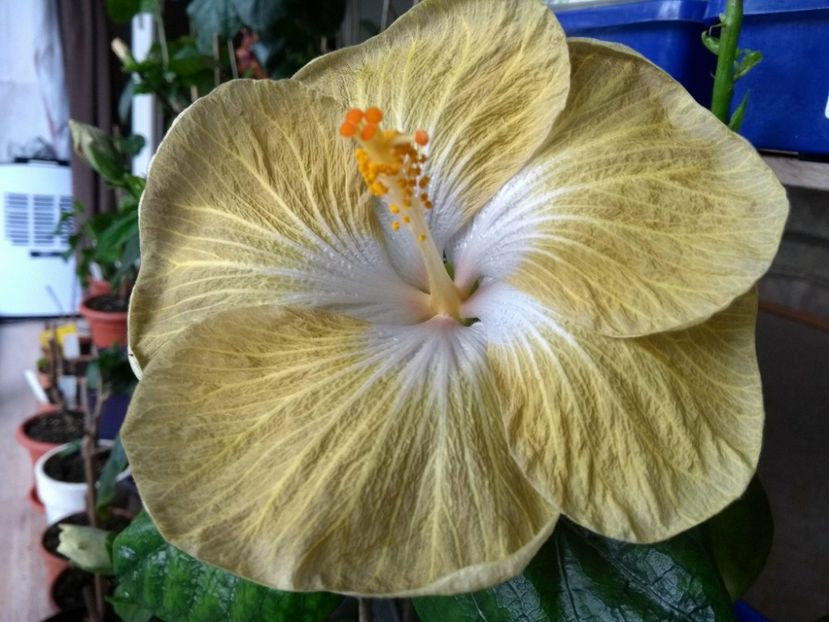 30826182_1929656217107817_1410202315_o - Tahitian Exotic Mustard